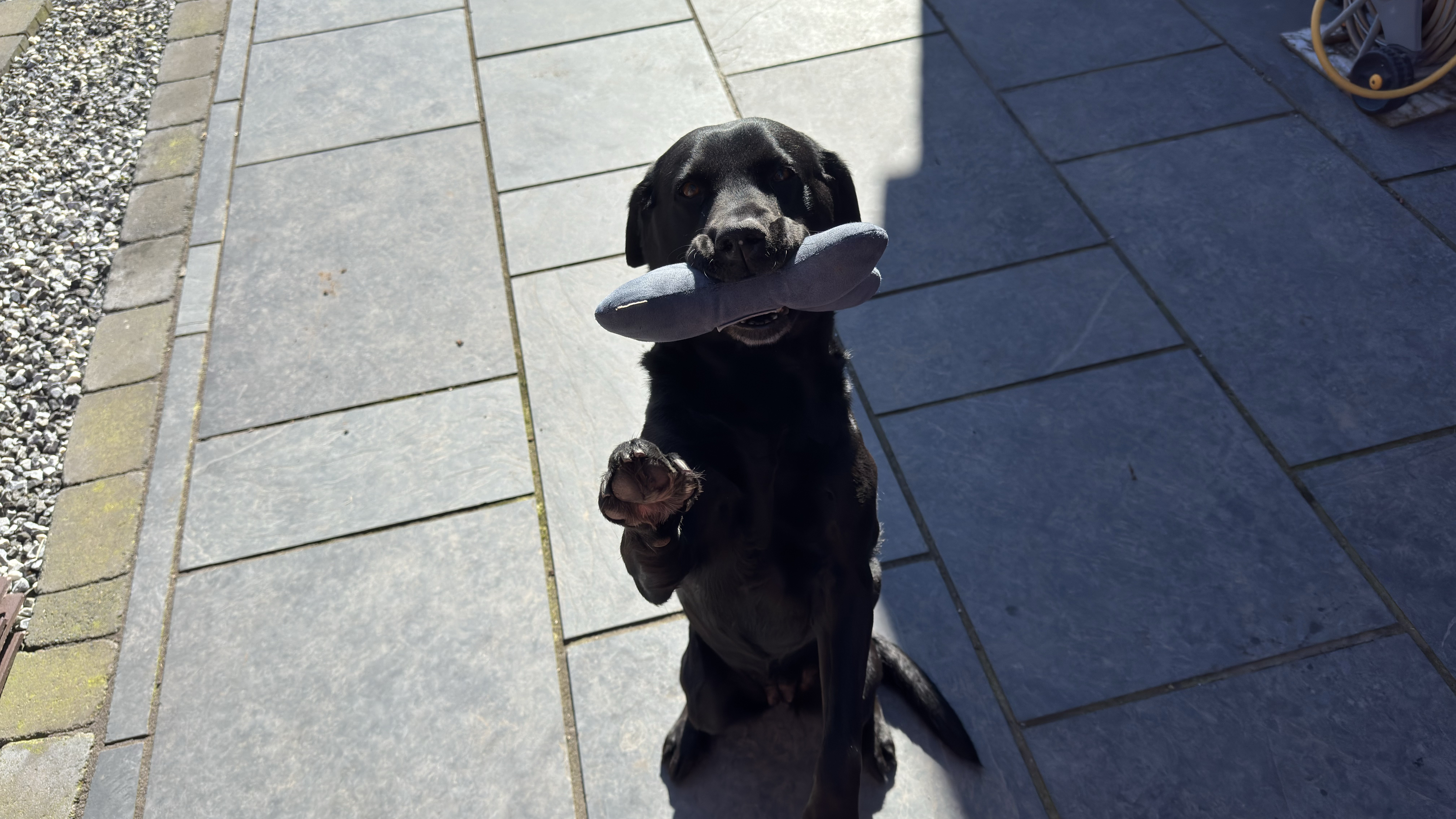 My girlfriend's lab Nancy.